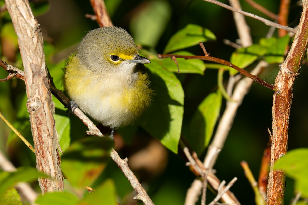 White-eyed Vireo - ML642788647