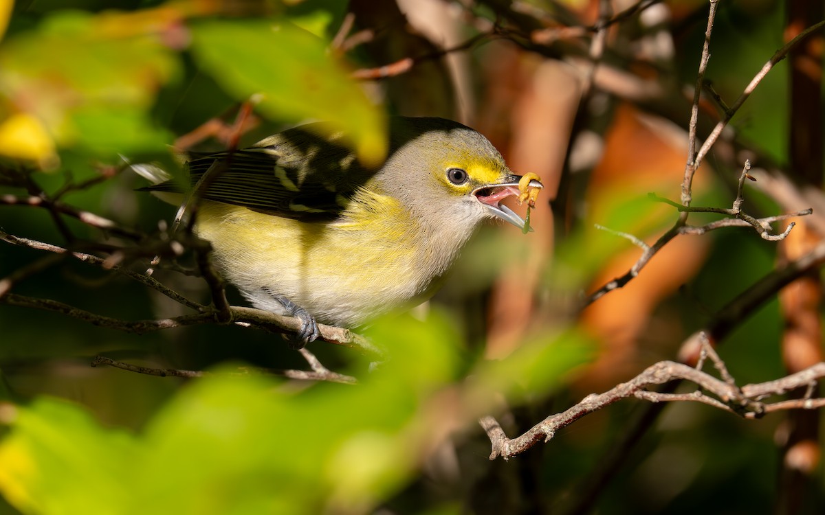 White-eyed Vireo - ML642788648
