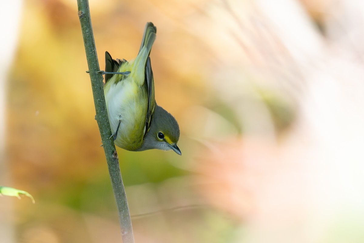 White-eyed Vireo - ML642788649