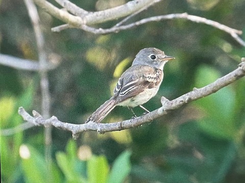 Least Flycatcher - ML642788671