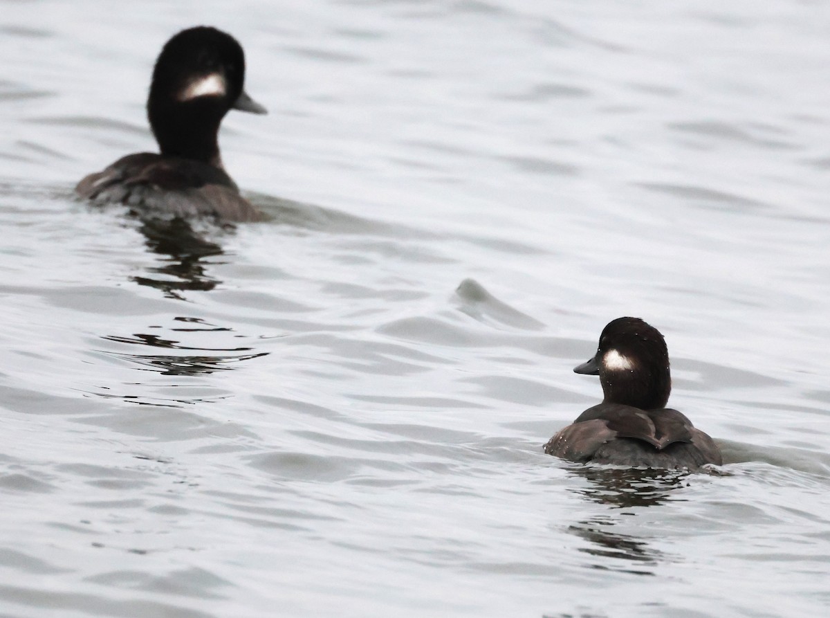 Bufflehead - ML642788674