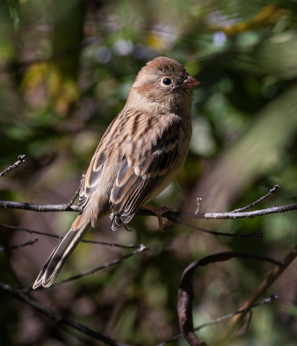 Field Sparrow - ML642788675