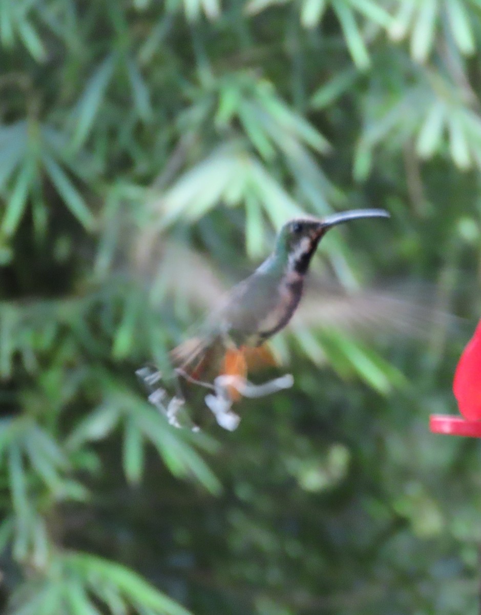 Green-breasted Mango - ML642788678