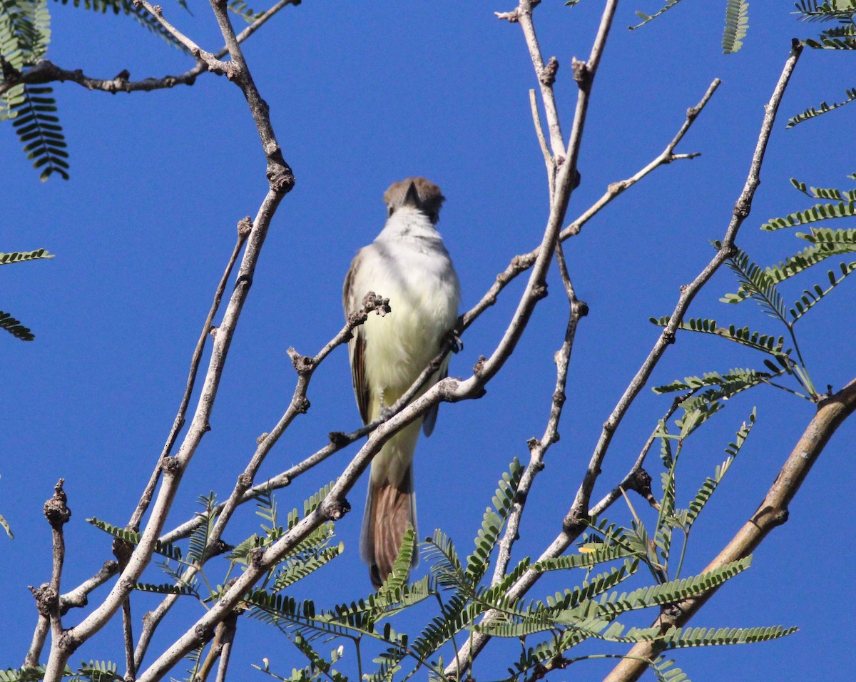Ash-throated Flycatcher - ML642788684