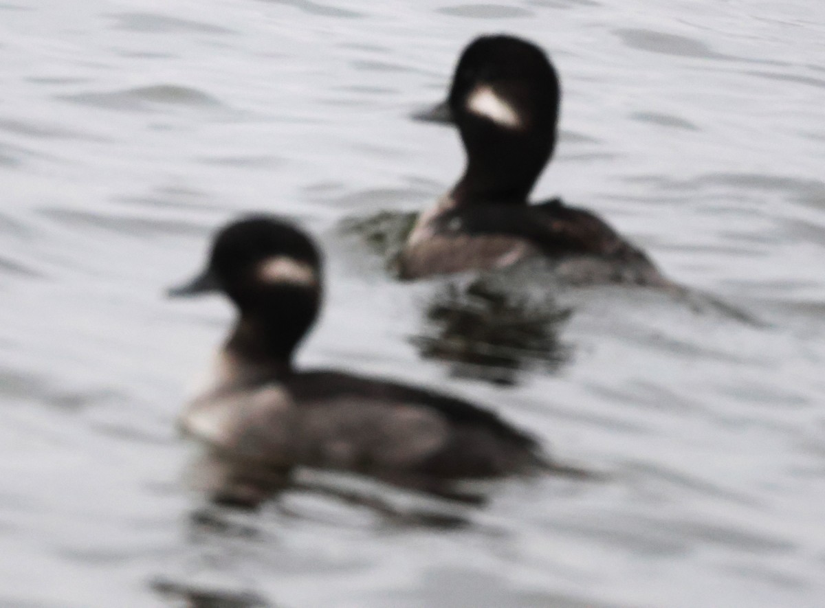 Bufflehead - ML642788686