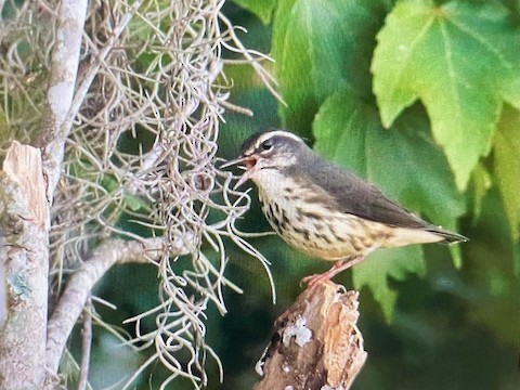 Louisiana Waterthrush - ML642788696