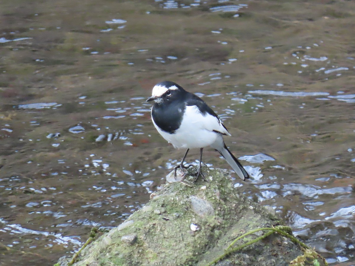 Japanese Wagtail - ML642788699