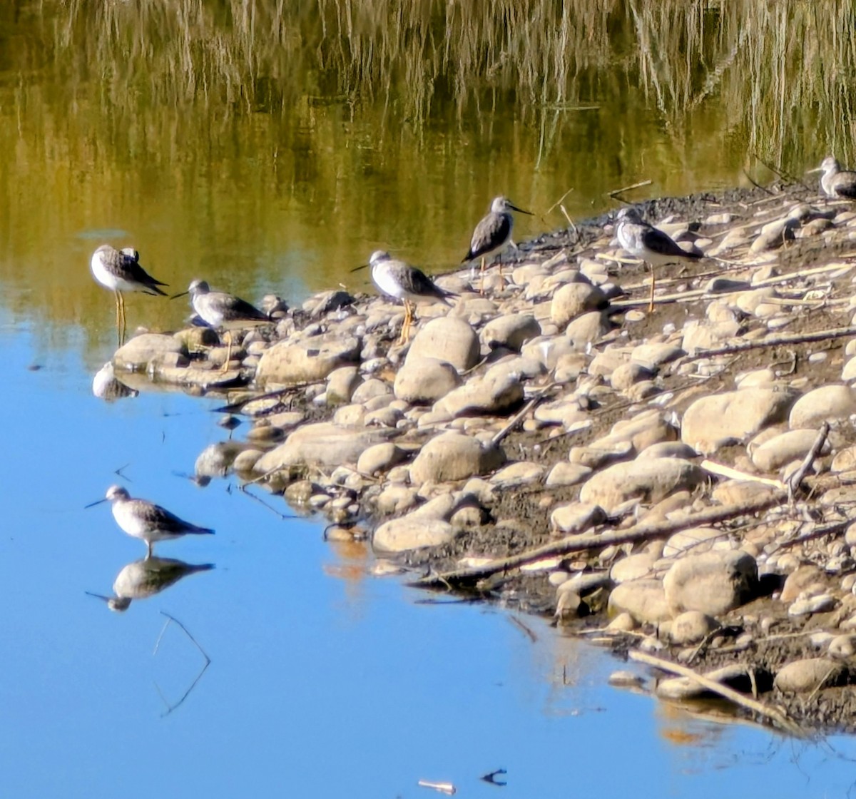 Greater Yellowlegs - ML642788716