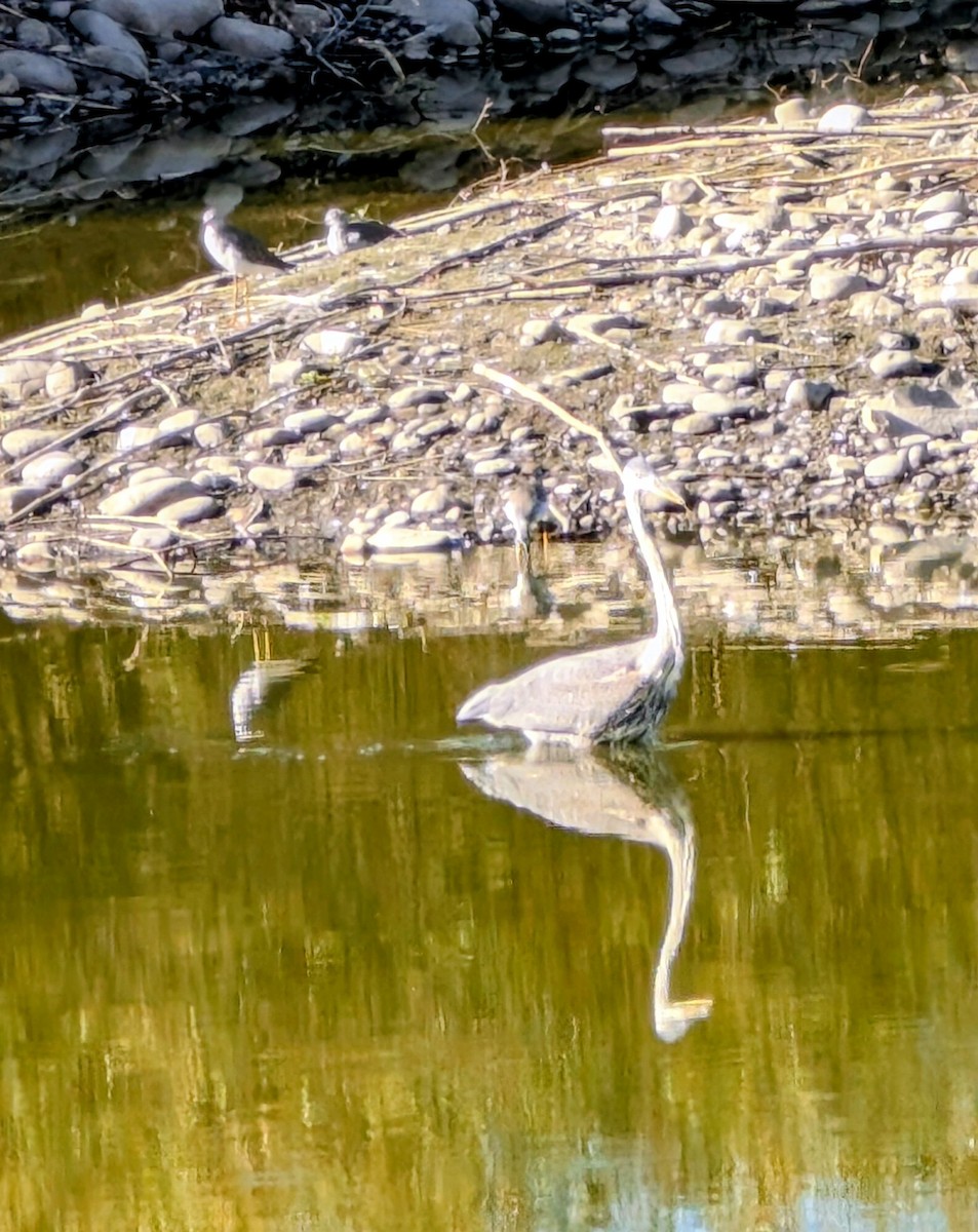 Great Blue Heron - ML642788723