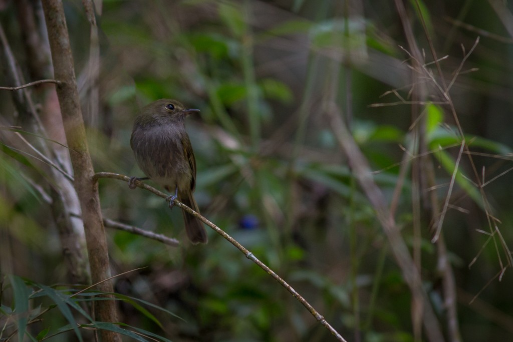 Drab-breasted Pygmy-Tyrant - ML642788750