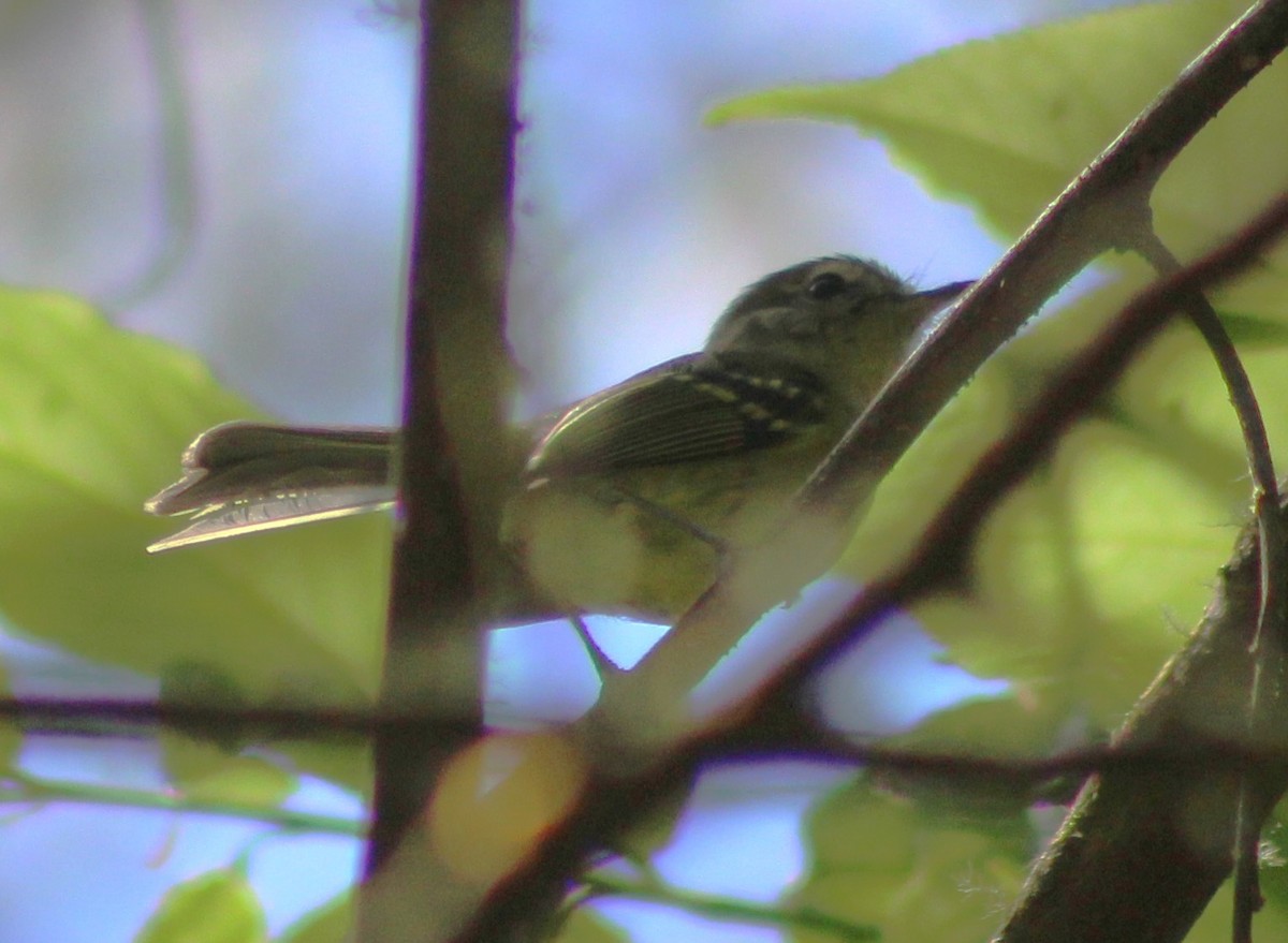 Mottle-cheeked Tyrannulet - ML642788756