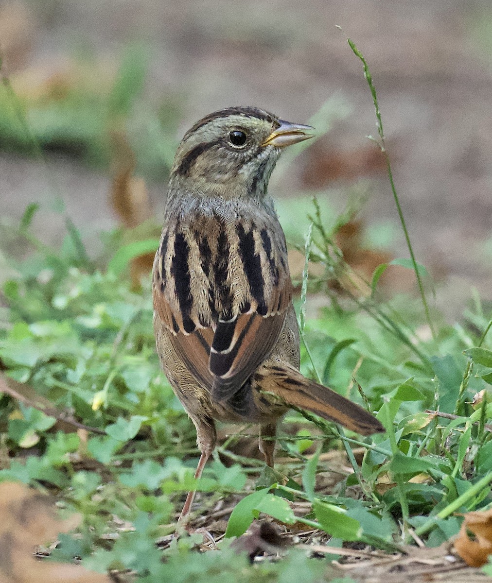 Swamp Sparrow - ML642788776
