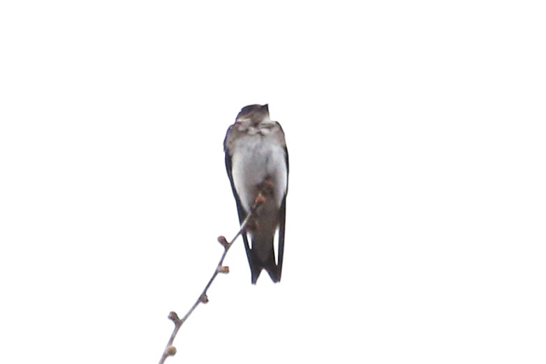Gray-breasted Martin - ML642788781
