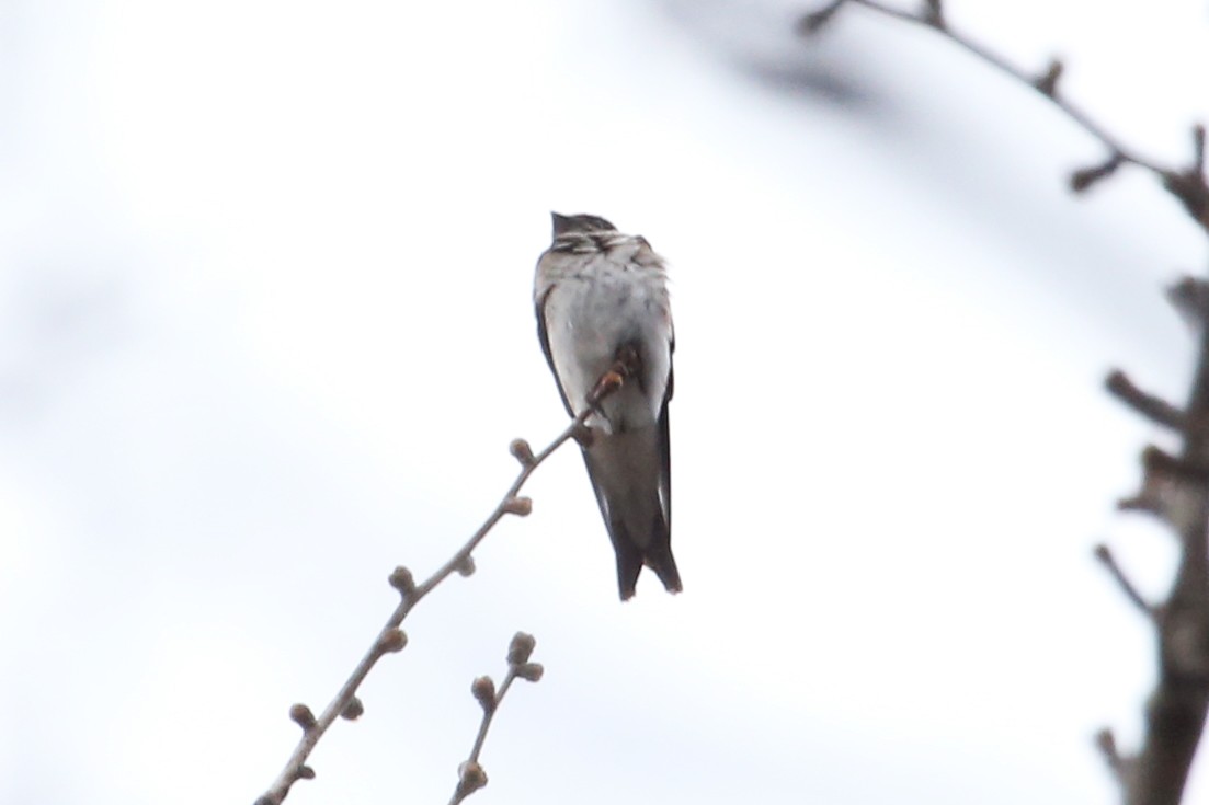 Gray-breasted Martin - ML642788783