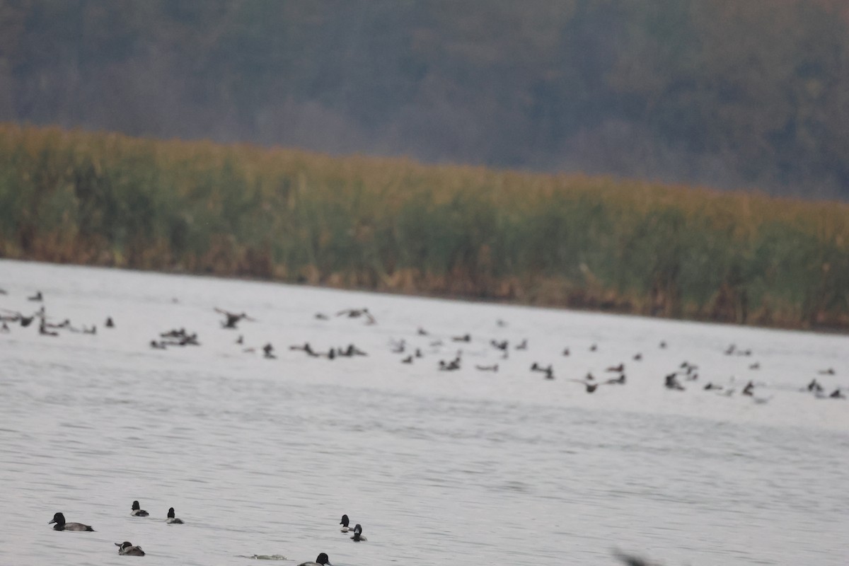 Canvasback - ML642788784
