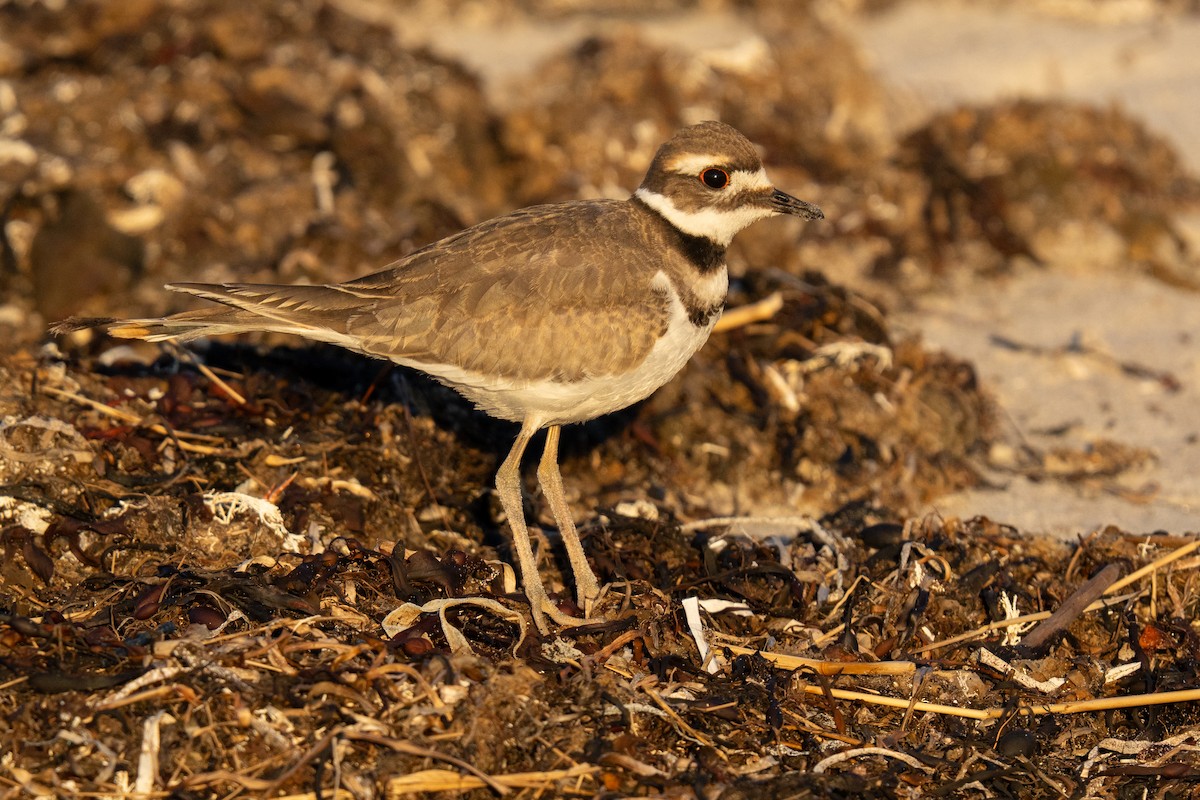 Killdeer - ML642788785