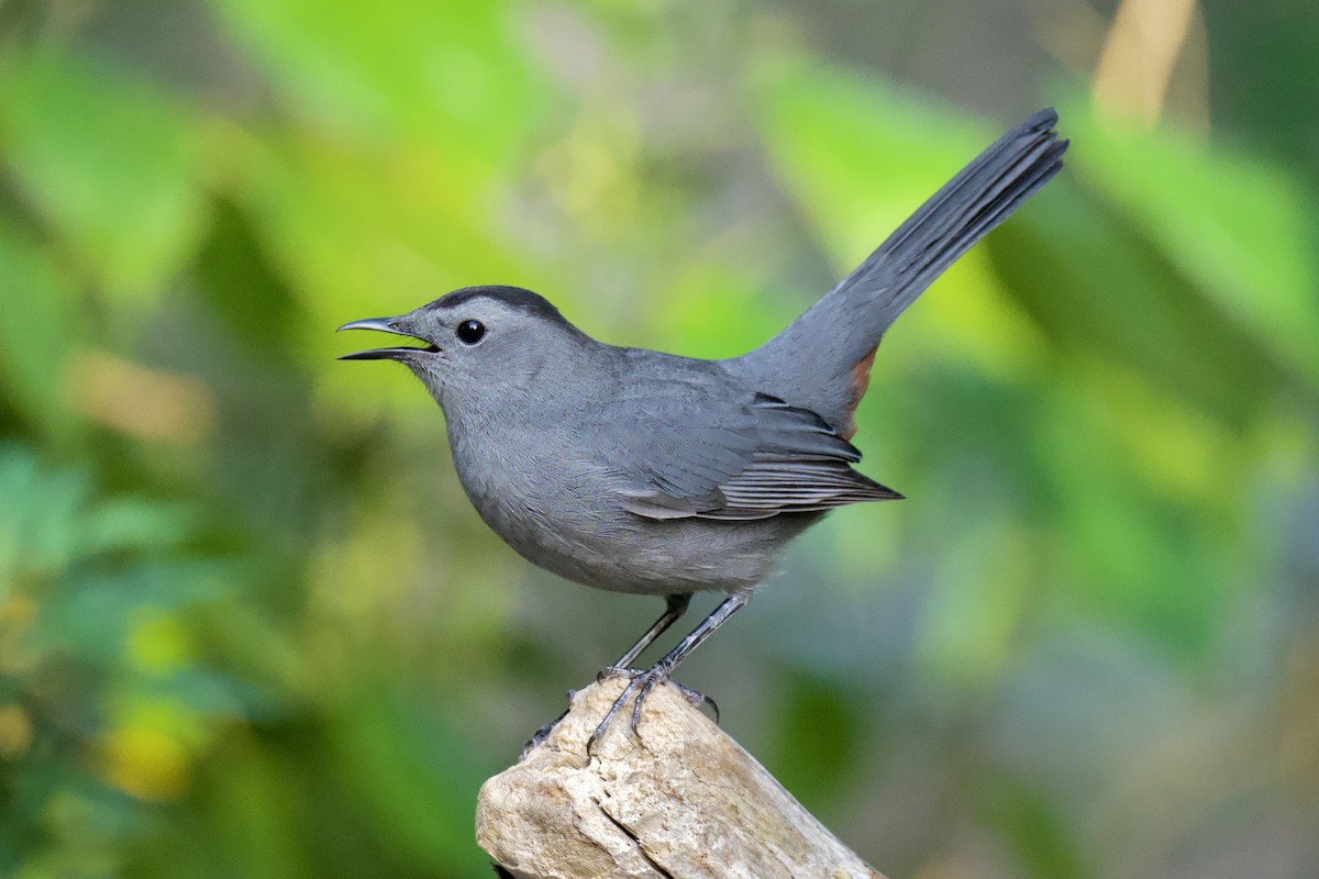 Gray Catbird - ML642788795