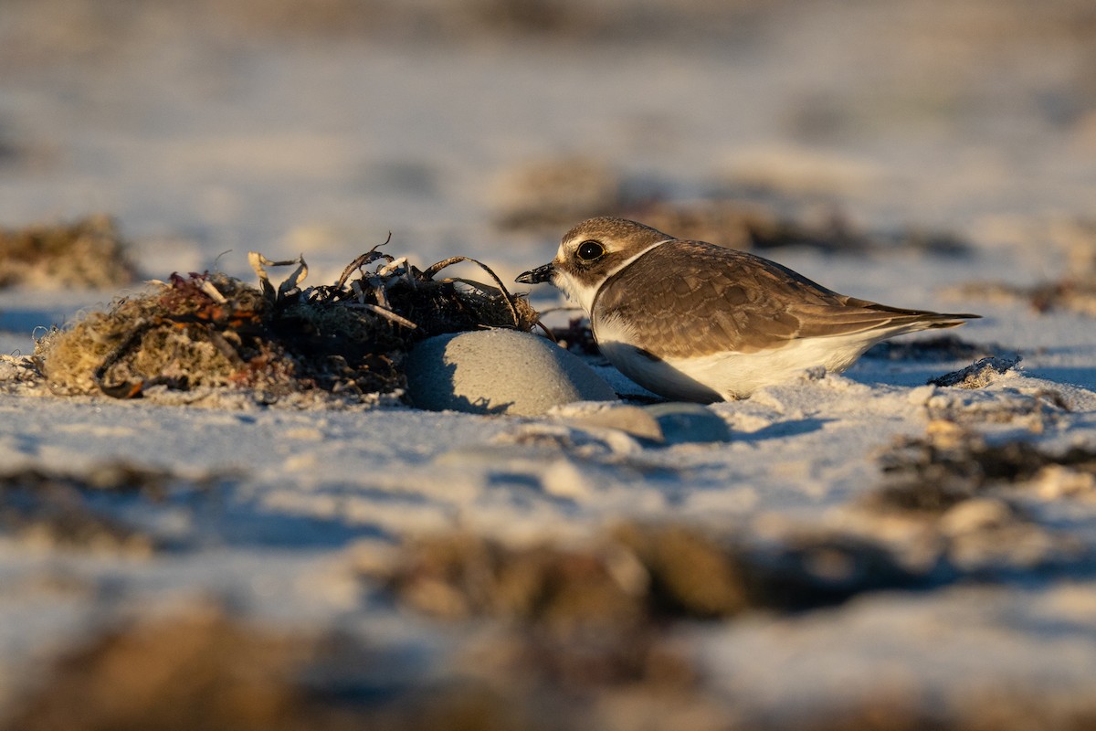 Semipalmated Plover - ML642788801
