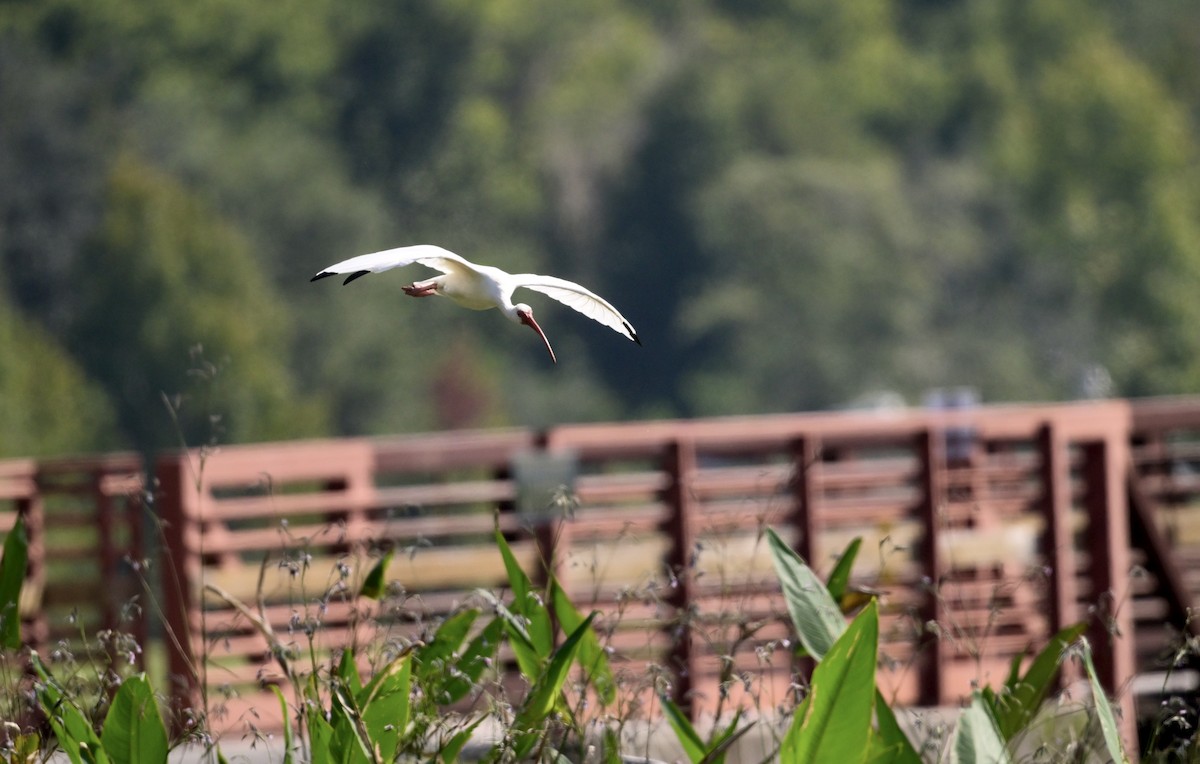 White Ibis - ML642788804