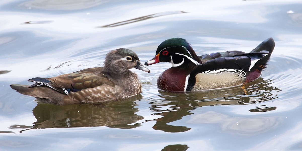 Wood Duck - ML642788805
