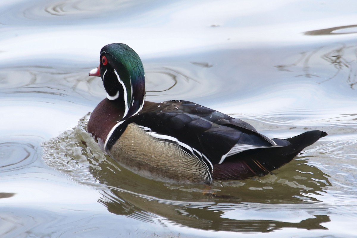 Wood Duck - ML642788806