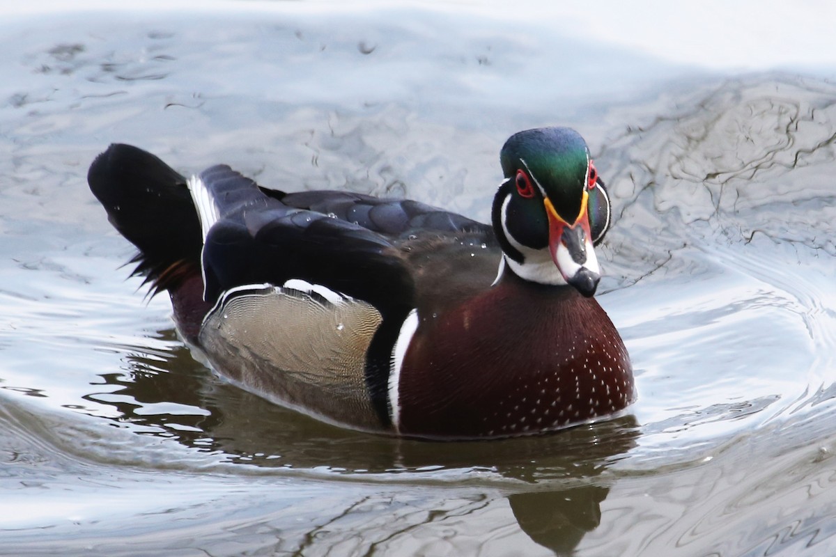Wood Duck - ML642788807