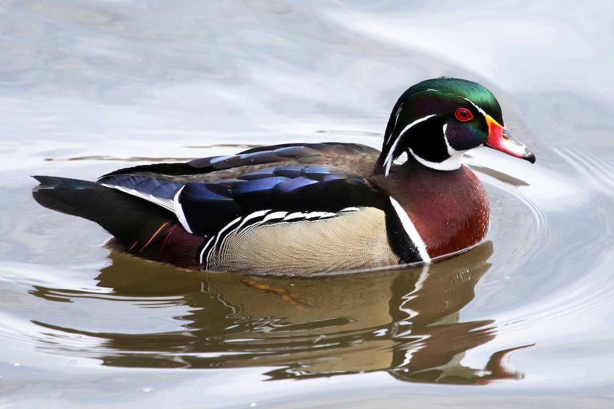 Wood Duck - ML642788808