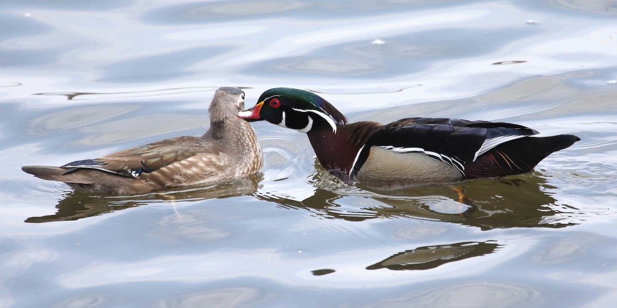 Wood Duck - ML642788809