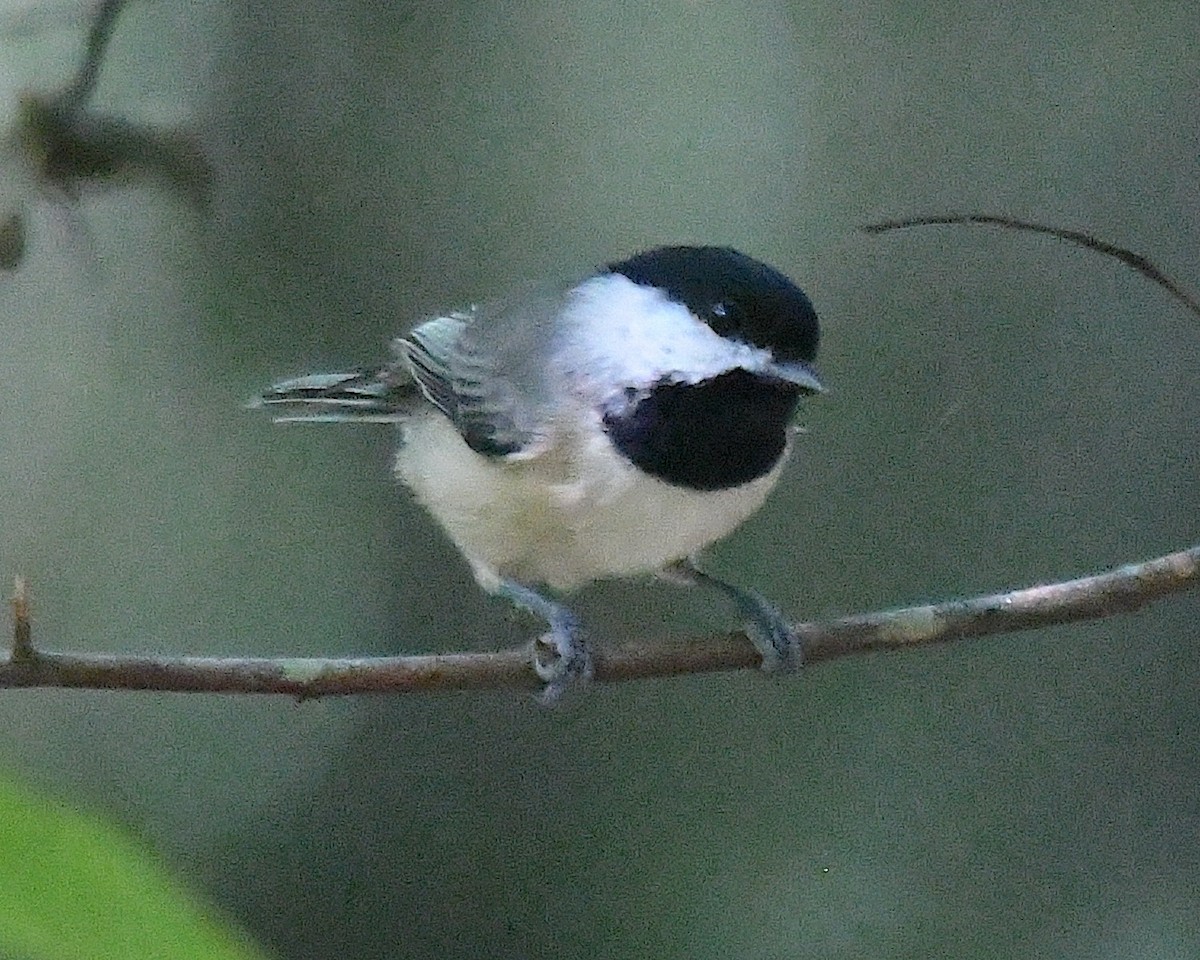 カロライナコガラ - ML642788839