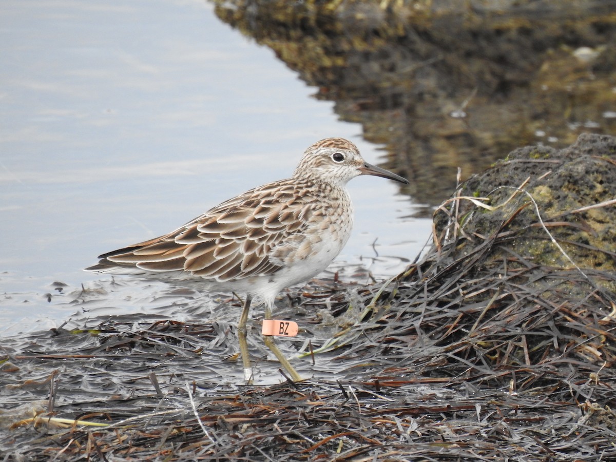 Sharp-tailed Sandpiper - ML642788844