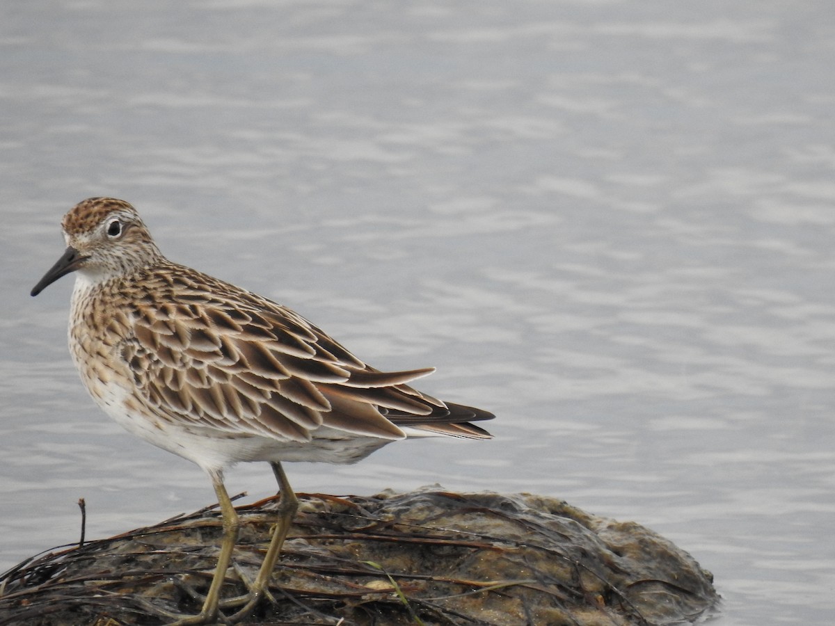 Sharp-tailed Sandpiper - ML642788845