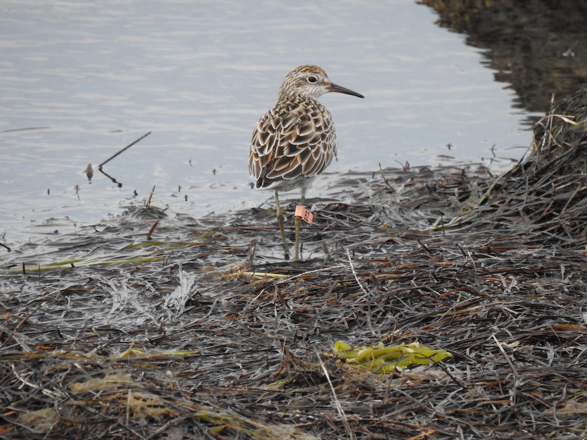 Sharp-tailed Sandpiper - ML642788846