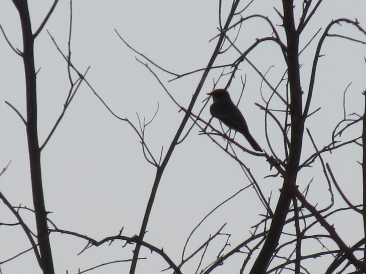 Say's Phoebe - ML642788847