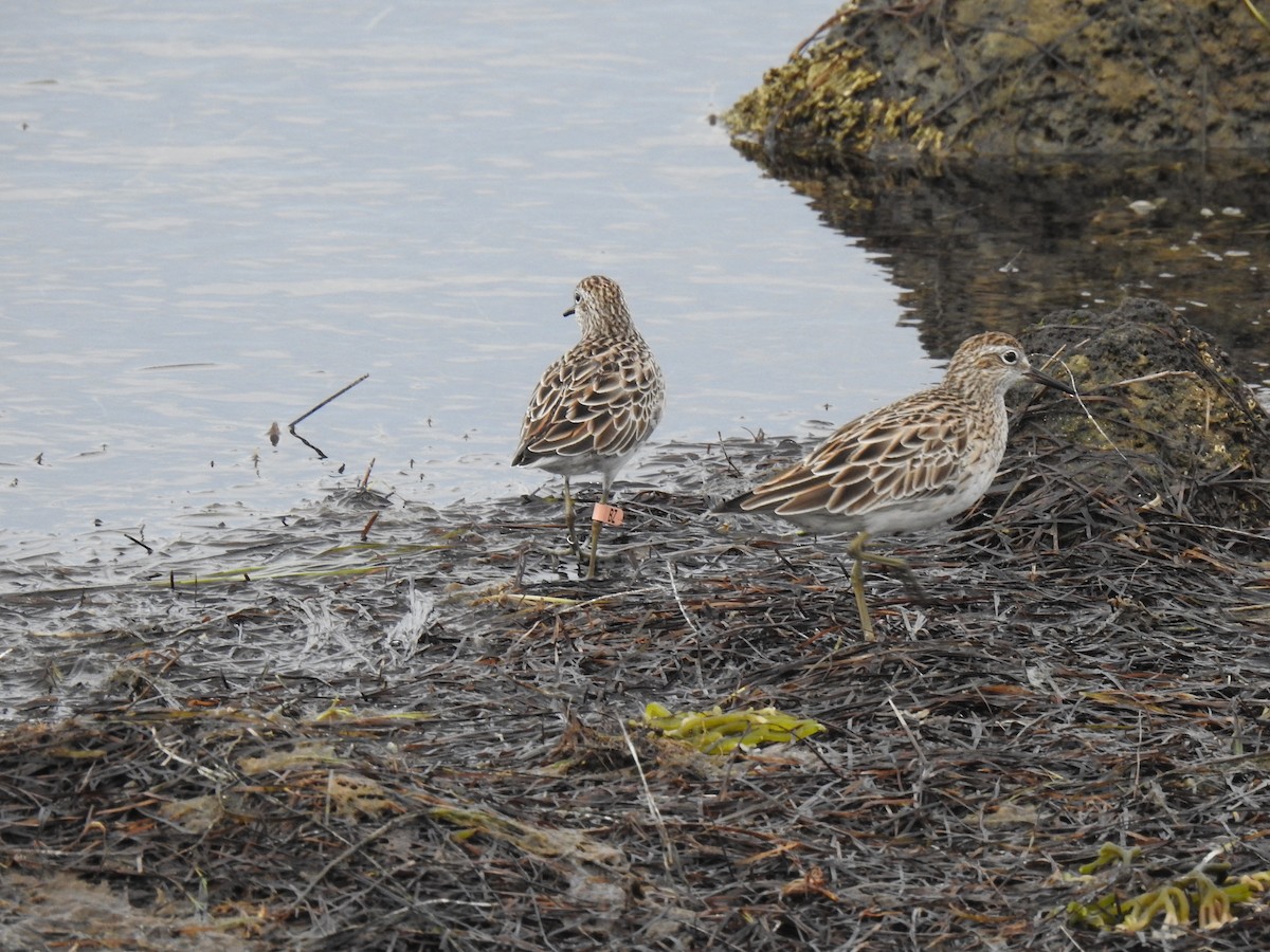 Sharp-tailed Sandpiper - ML642788848