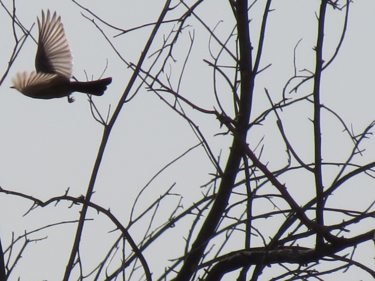 Say's Phoebe - ML642788849