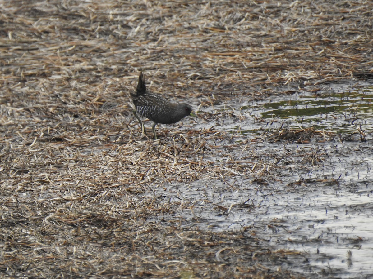 Australian Crake - ML642788861