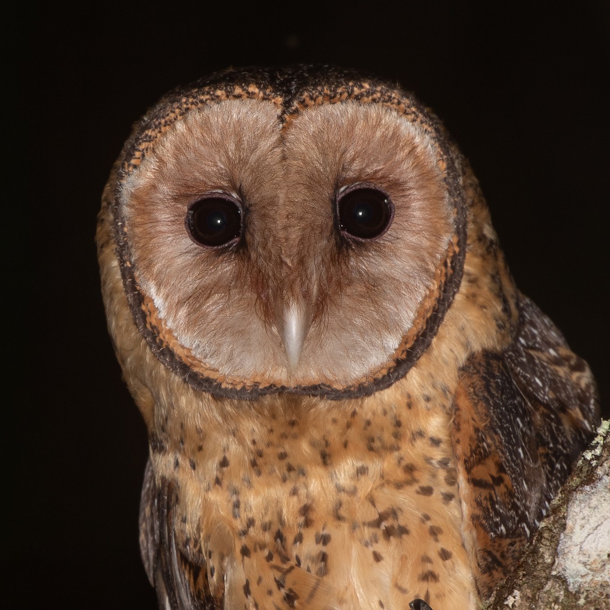 Australian Masked-Owl - ML642788889