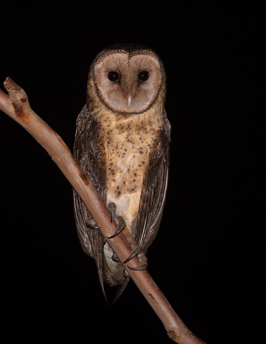 Australian Masked-Owl - ML642788890