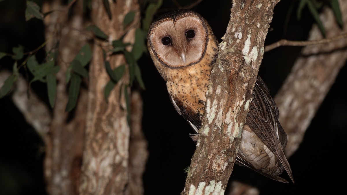 Australian Masked-Owl - ML642788892