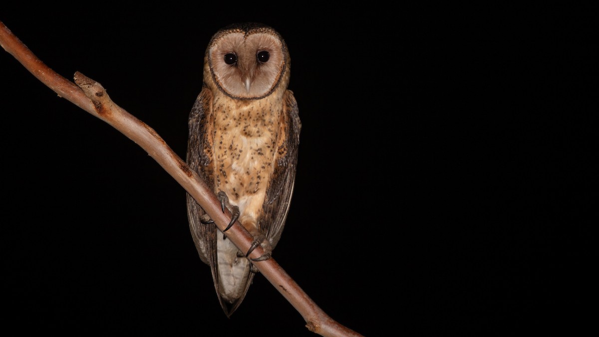 Australian Masked-Owl - ML642788893