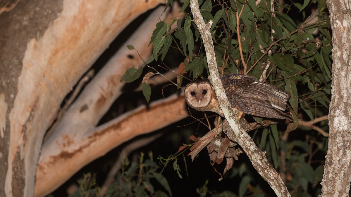 Australian Masked-Owl - ML642788894