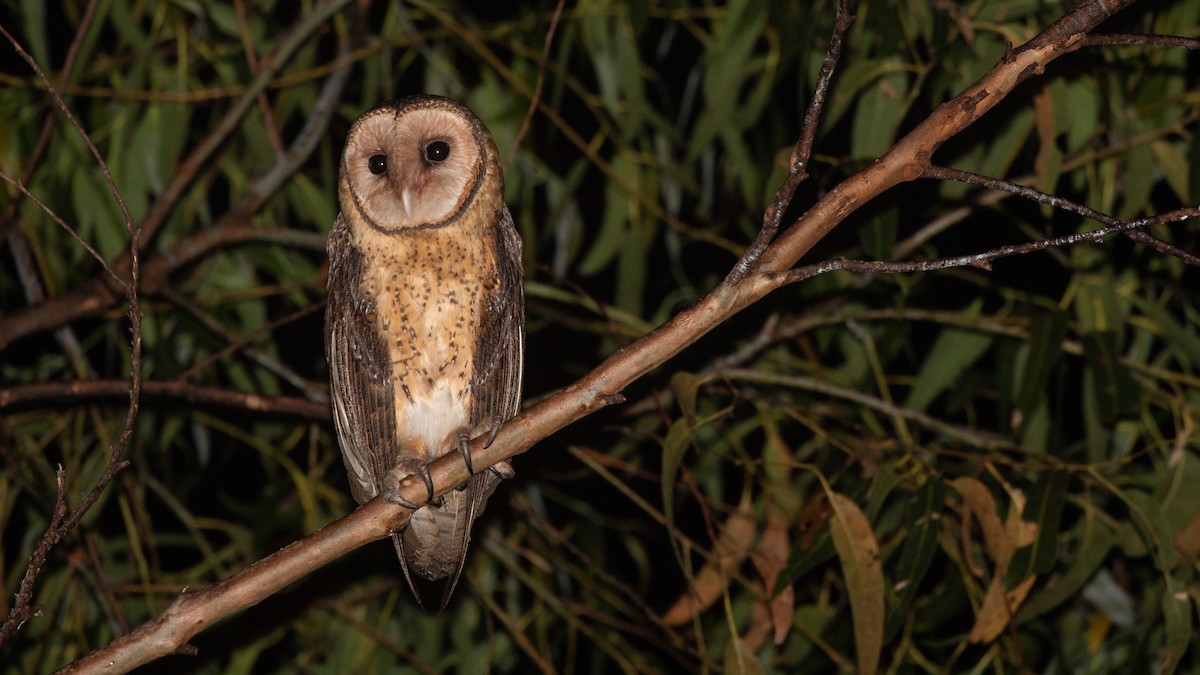 Australian Masked-Owl - ML642788895