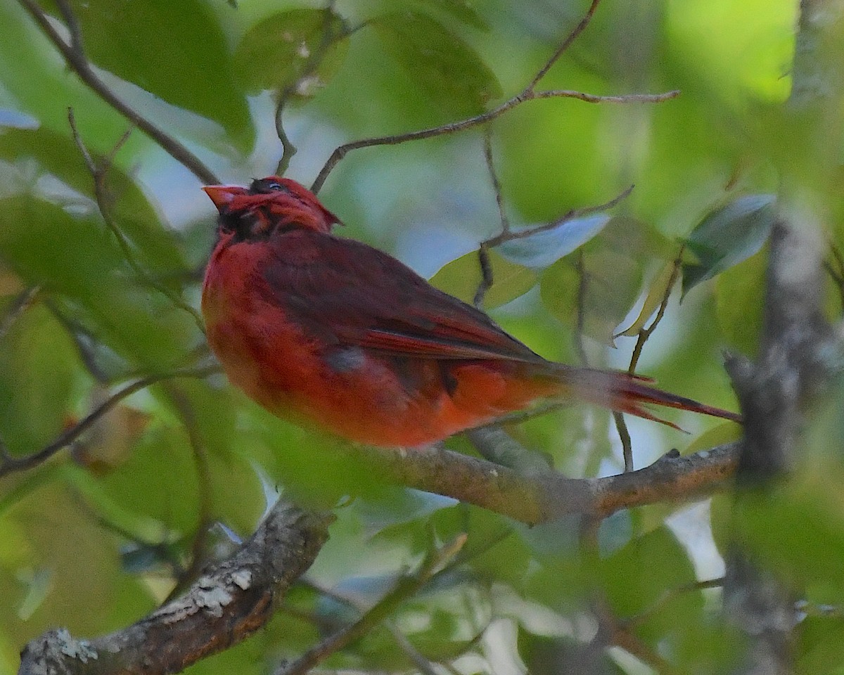 Northern Cardinal - ML642788896