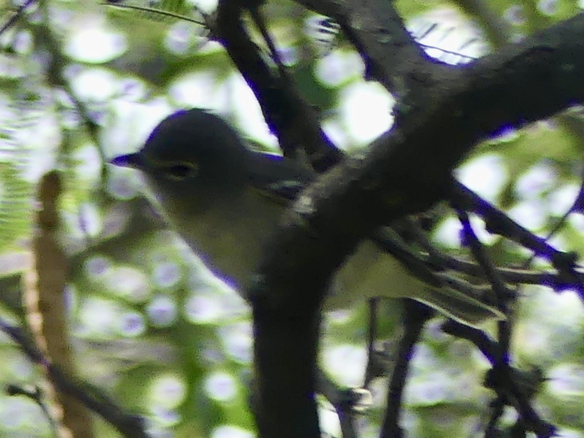 Cassin's Vireo - ML642788899
