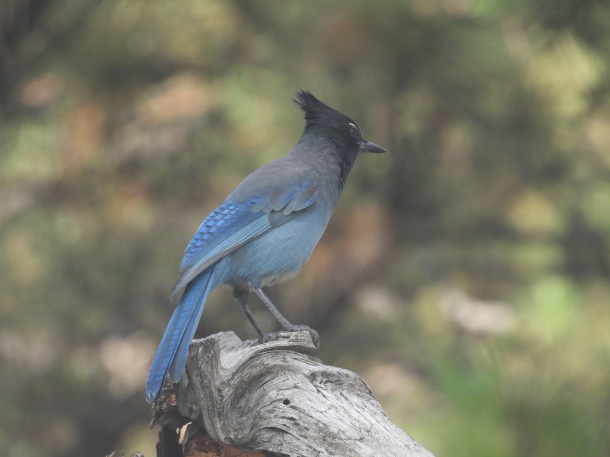 Steller's Jay - ML642788901