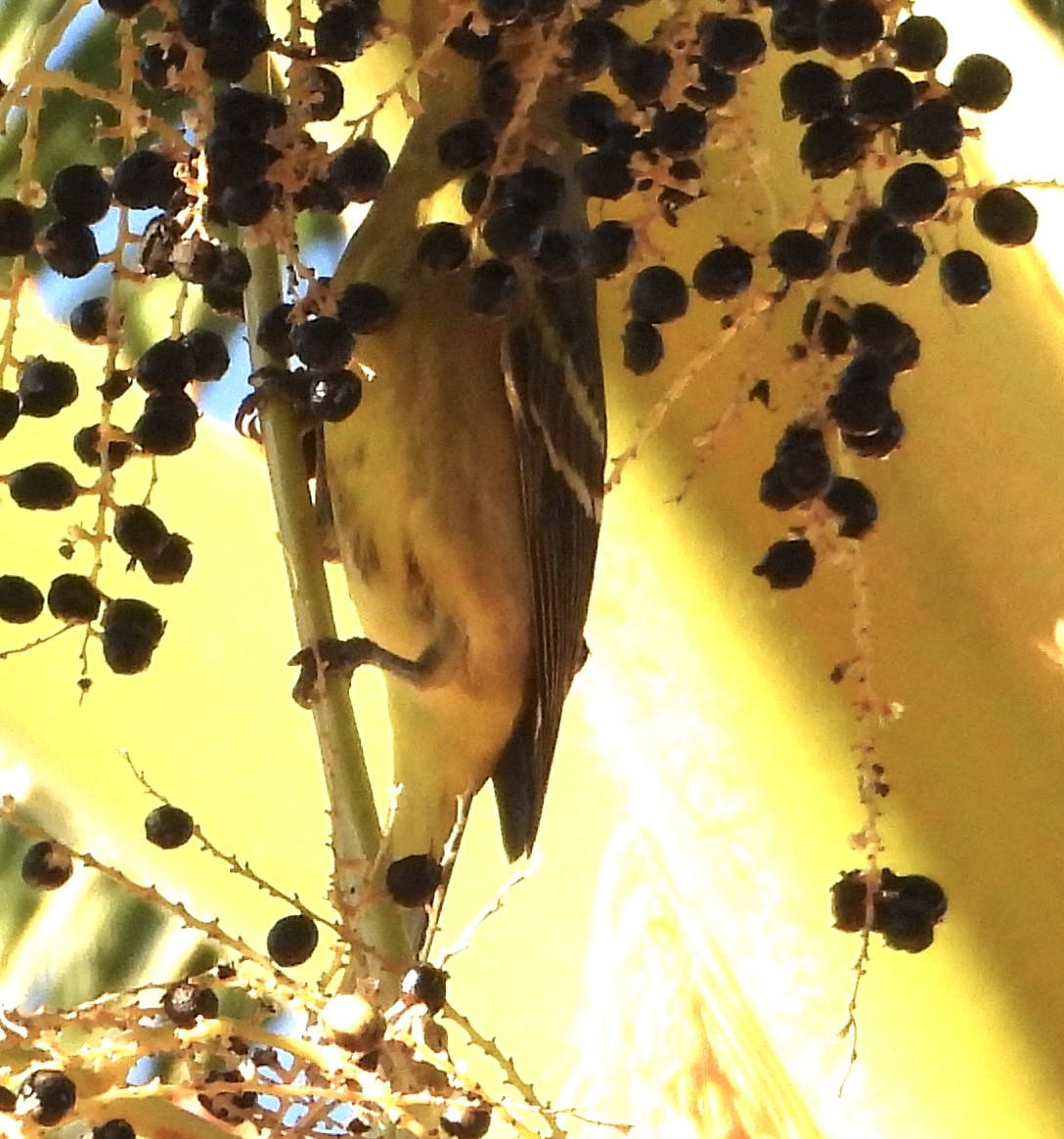 Western Tanager - ML642788903