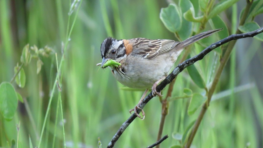 Rufous-collared Sparrow - ML642788905