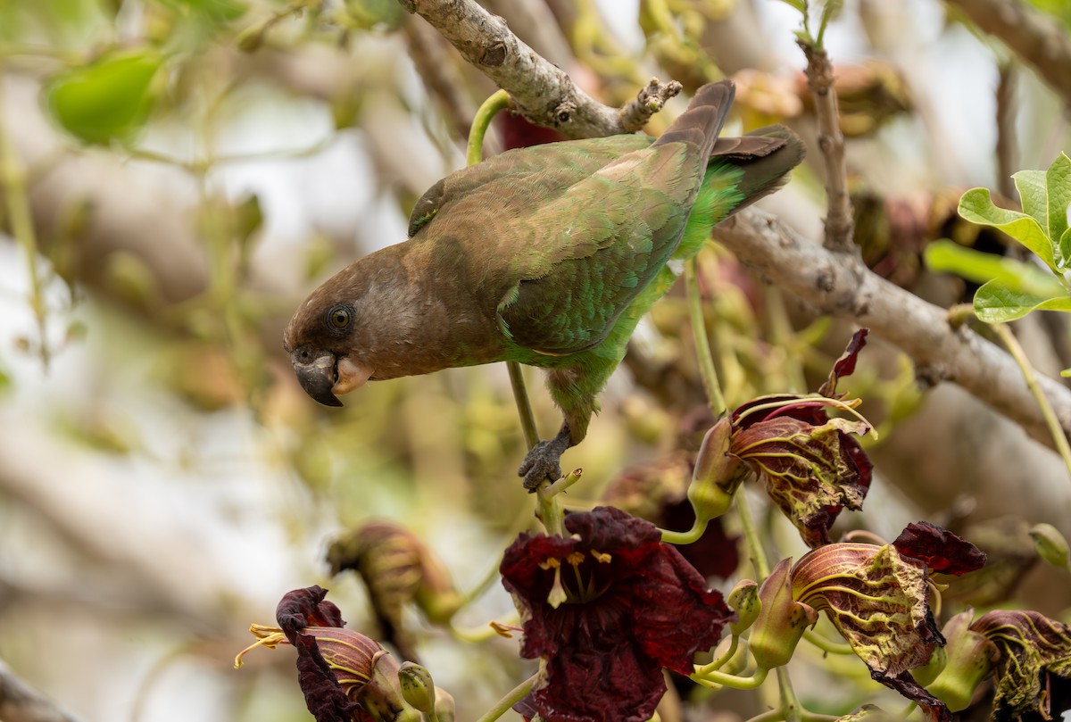 Brown-headed Parrot - ML642788907