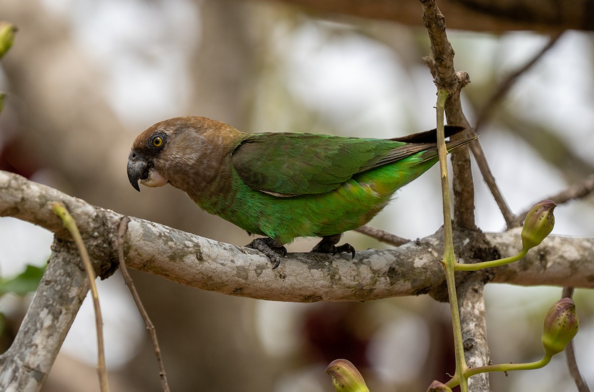 Brown-headed Parrot - ML642788908