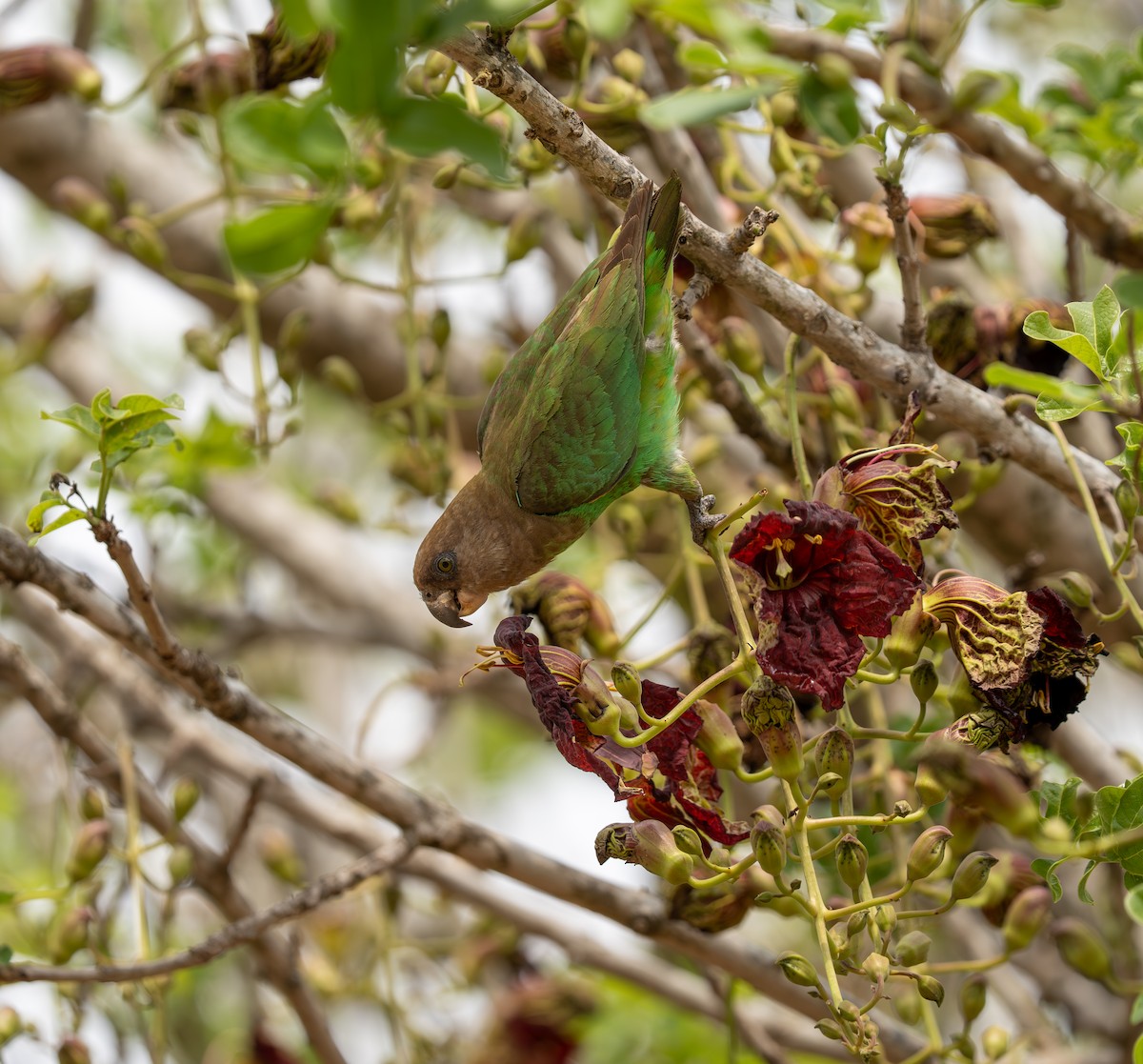 Brown-headed Parrot - ML642788909